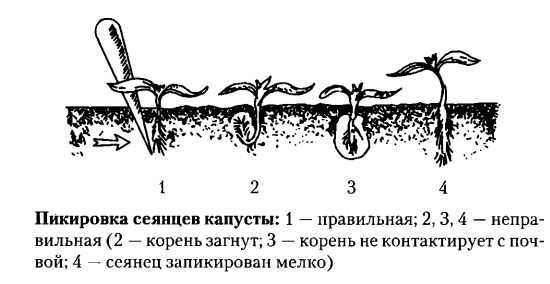 Схема посадки капусты брокколи